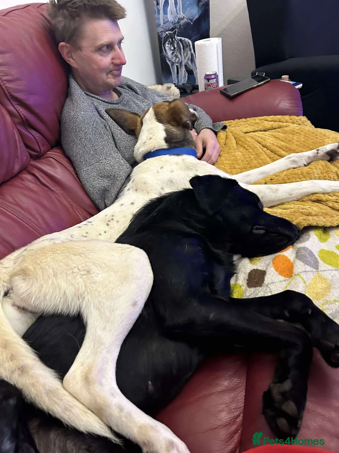 Mixed Breed dogs for adoption: Nora is looking for a loving forever home in Withernsea - Advert 11