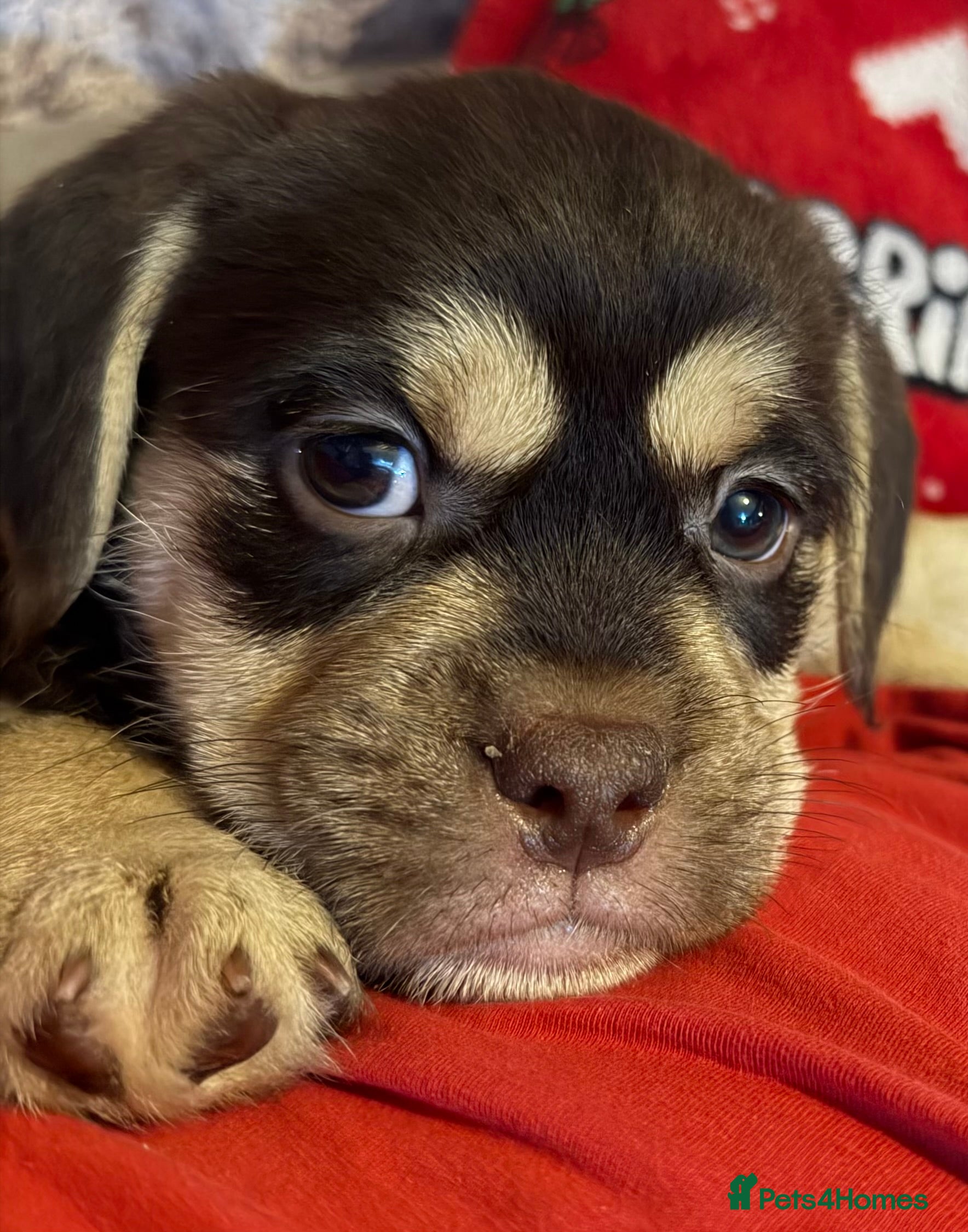 Mixed Breed dogs Shih-boodle - Advert 8