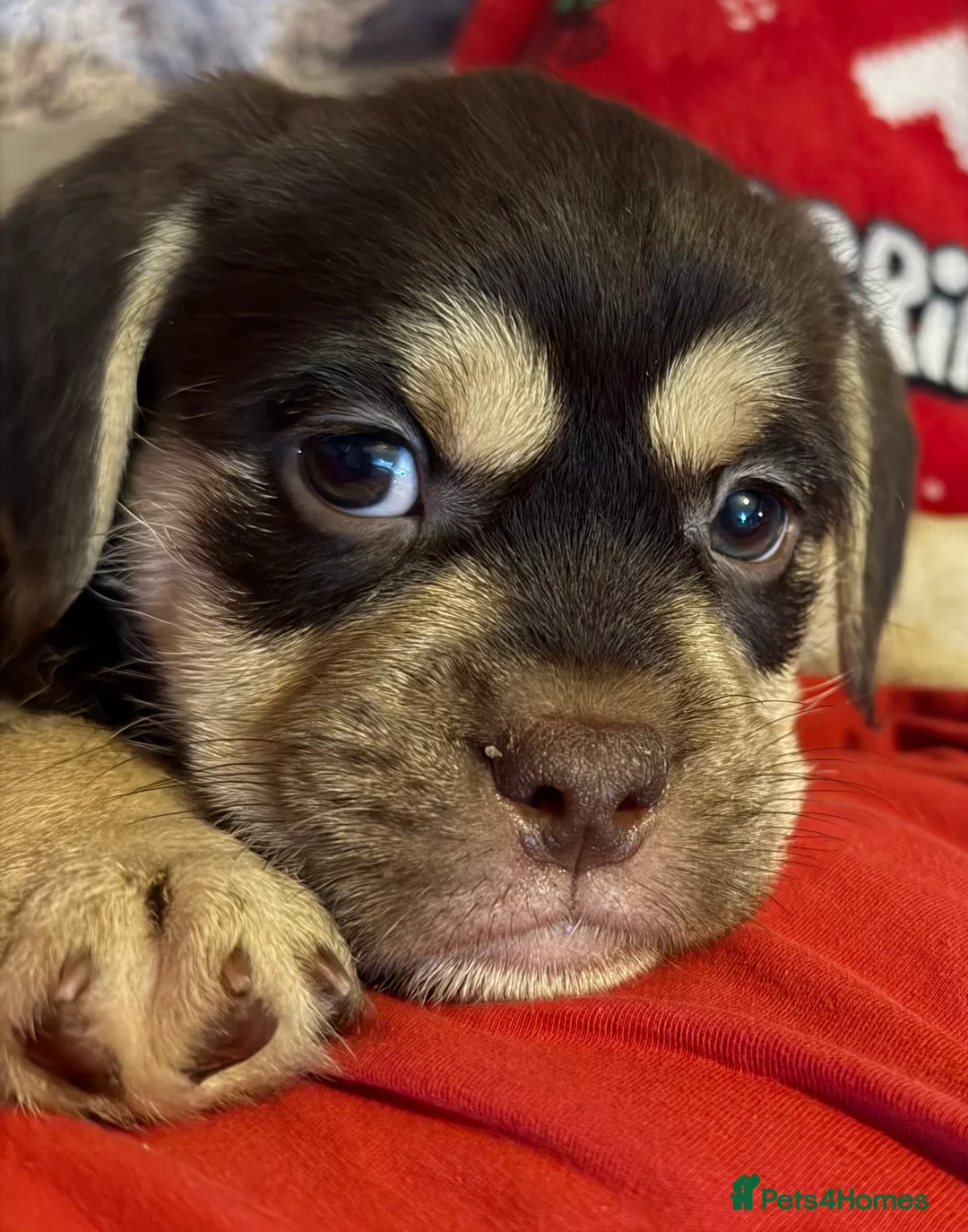 Mixed Breed dogs for sale: Shih-boodle - Advert 1