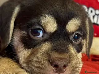 Mixed Breed dogs Shih-boodle - Advert 8