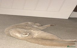 British Shorthair cats for sale: 🌸 Beautiful Lilac British Shorthair, Luna  🌸 - Image 4