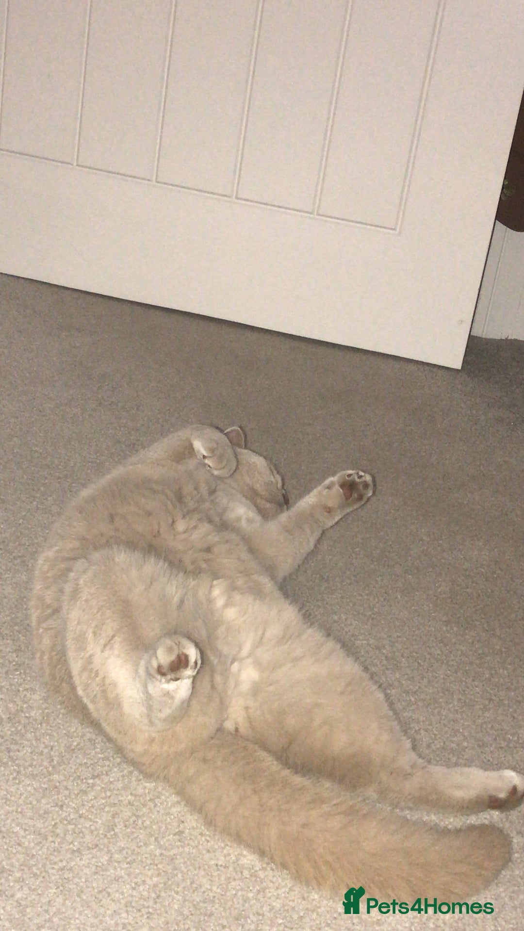 British Shorthair cats for sale: 🌸 Beautiful Lilac British Shorthair, Luna  🌸 - Image 4