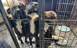 Mixed Breed dogs for sale: Staffordshire bull terrier cross German Shepherd - Image 7