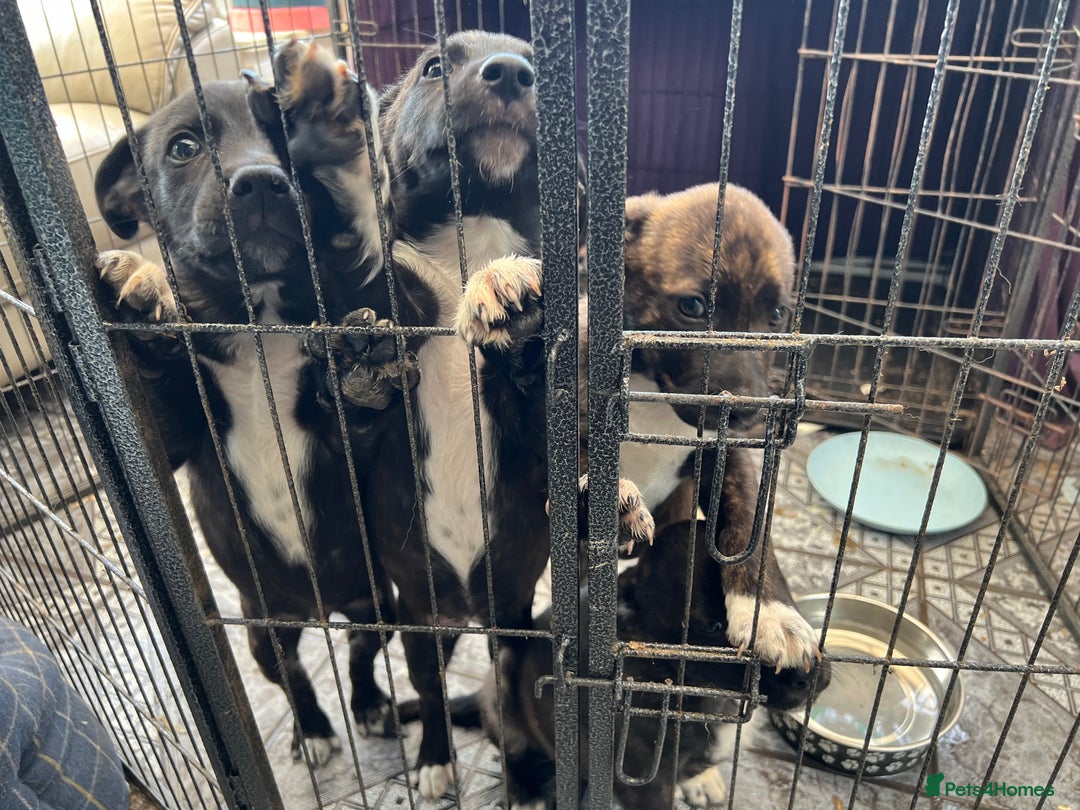 Mixed Breed dogs for sale: Staffordshire bull terrier cross German Shepherd - Image 7