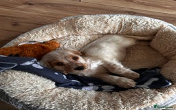Cocker Spaniel dogs for sale: stunning show quality health tested puppies - Image 1