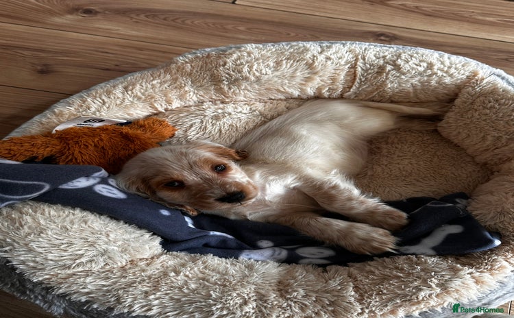 Cocker Spaniel dogs - Advert 1