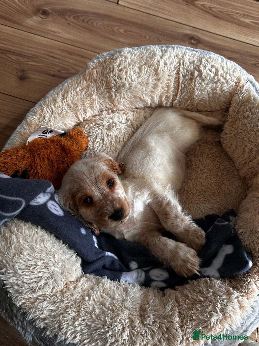 Cocker Spaniel dogs for sale: stunning show quality health tested puppies - Image 1