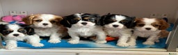 Cavalier King Charles Spaniel dogs for stud: KC Reg for STUD Health Tested Excellent Pedigrees  in Nottingham - Advert 28