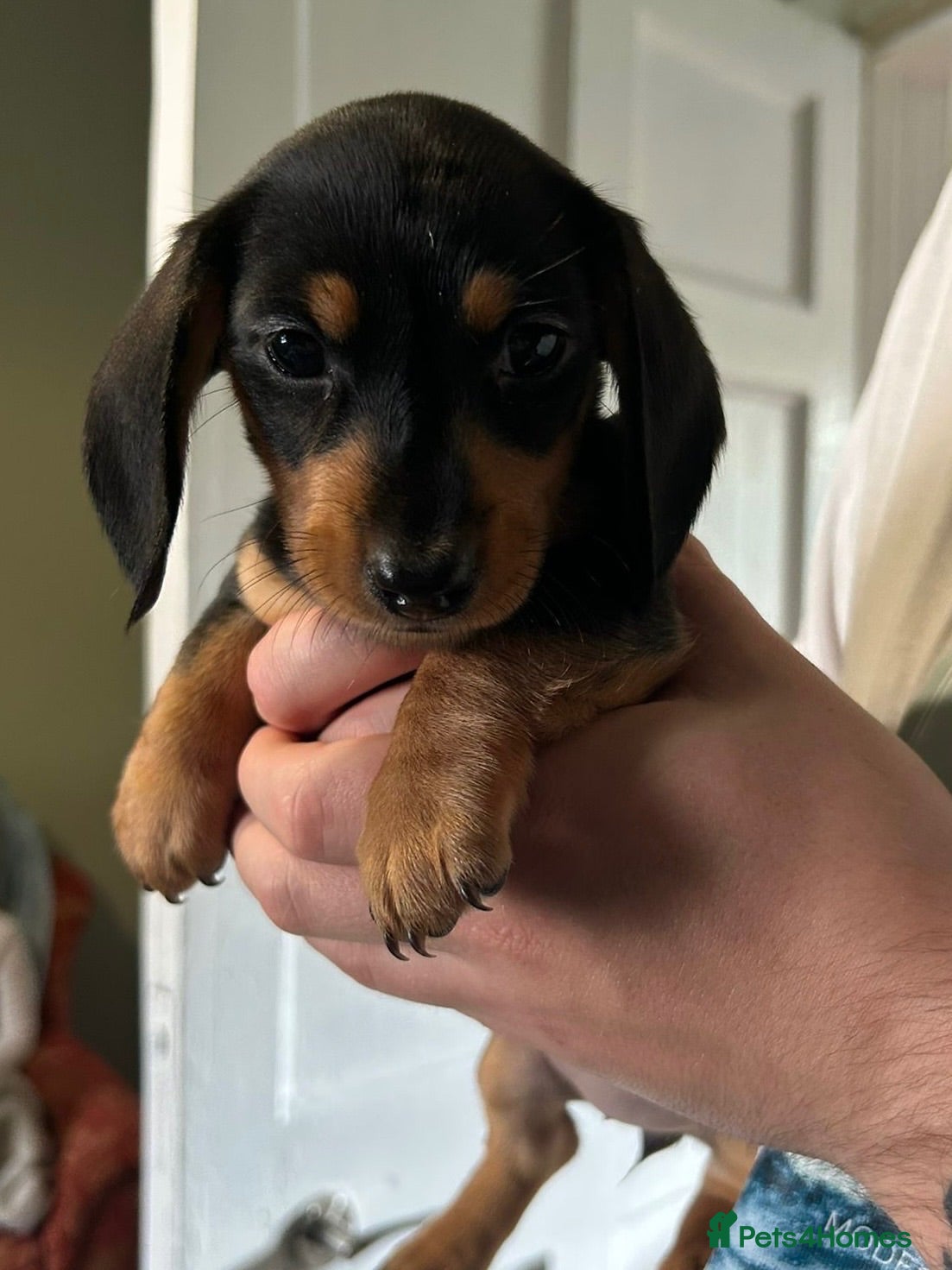 Miniature Dachshund dogs MINIATURE DACHSHUND PUPPIES LAST GIRL AVAILABLE - Advert 7