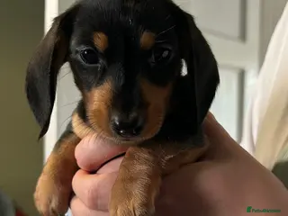 Miniature Dachshund dogs MINIATURE DACHSHUND PUPPIES LAST GIRL AVAILABLE - Advert 7