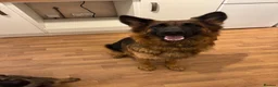 German Shepherd dogs for sale: Female long hair Germany shepherd pup - Advert 9