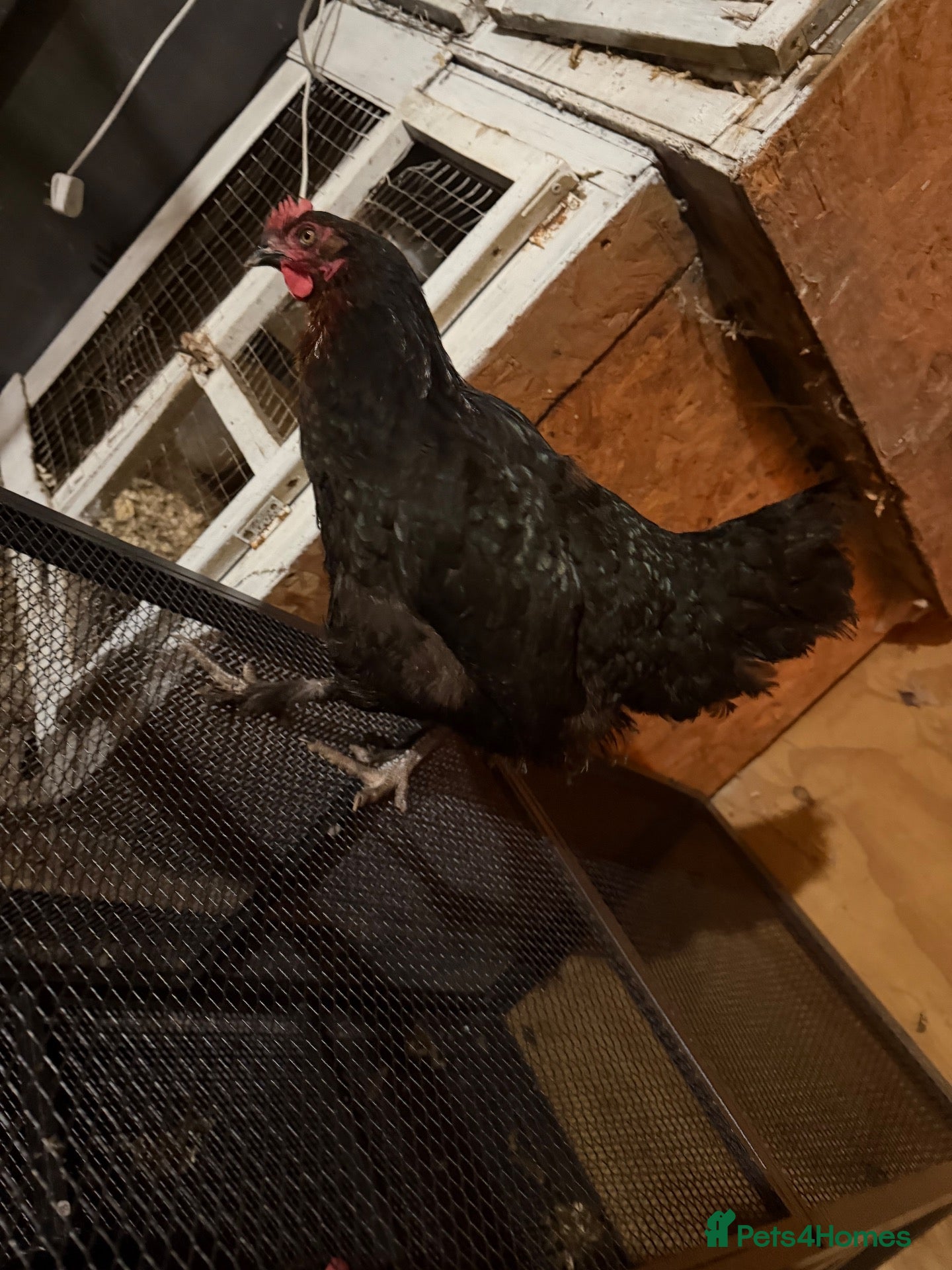 Chickens poultry for sale: Copper maran and cream legbar hens - Advert 3