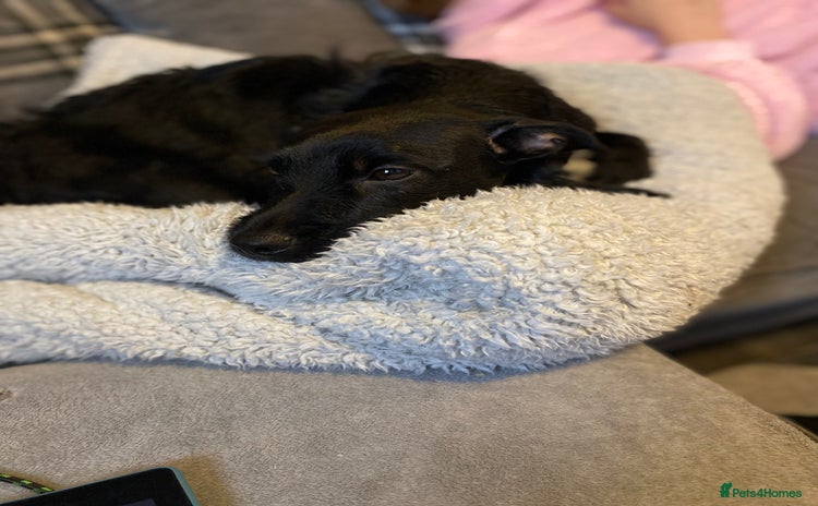 Mixed Breed dogs 1 little boy left  - Advert 1