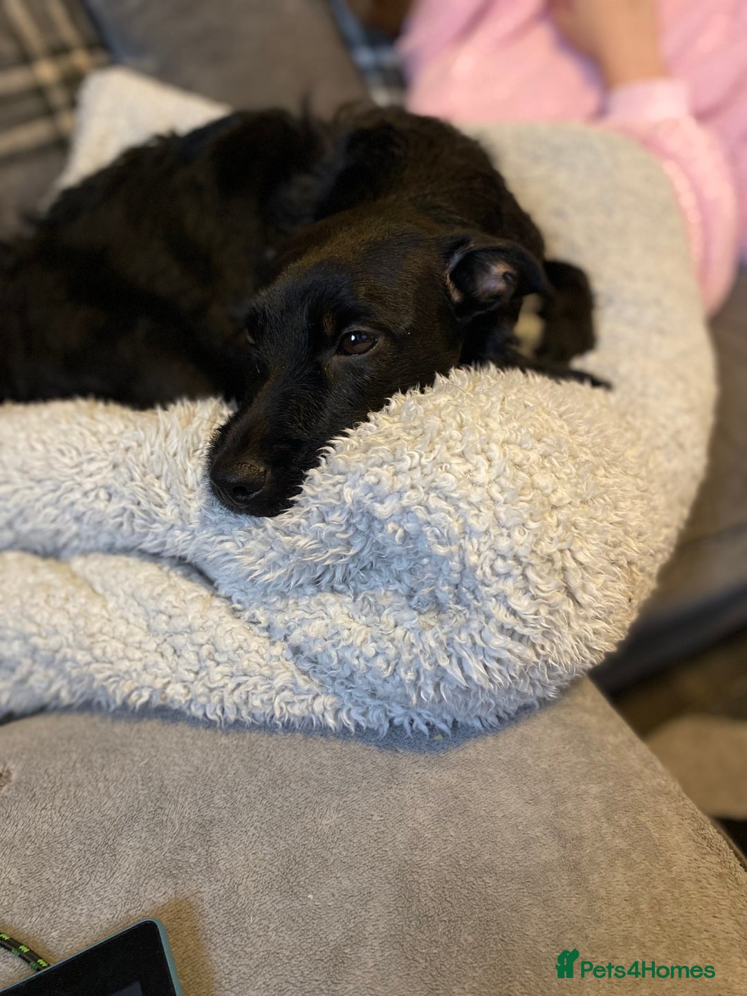 Mixed Breed dogs for sale: 1 little boy left  - Advert 1