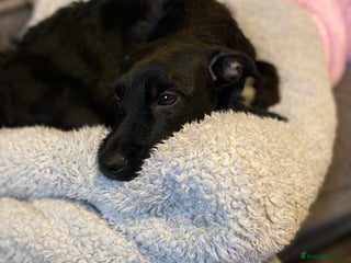 Mixed Breed dogs 1 little boy left - Advert 9