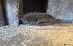 Russian Blue cats for sale: Blue Russian mix - Image 18