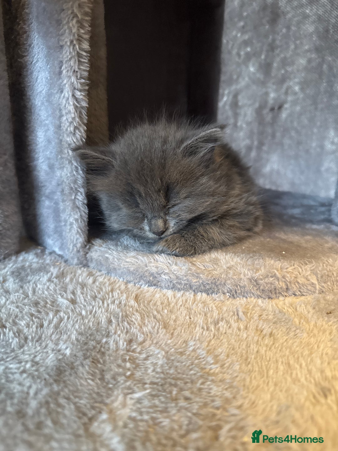 Russian Blue cats for sale: Blue Russian mix - Image 18