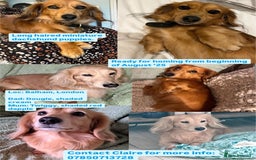 Miniature Dachshund dogs for sale: Miniature Long Haired black & tan bitch - Image 13