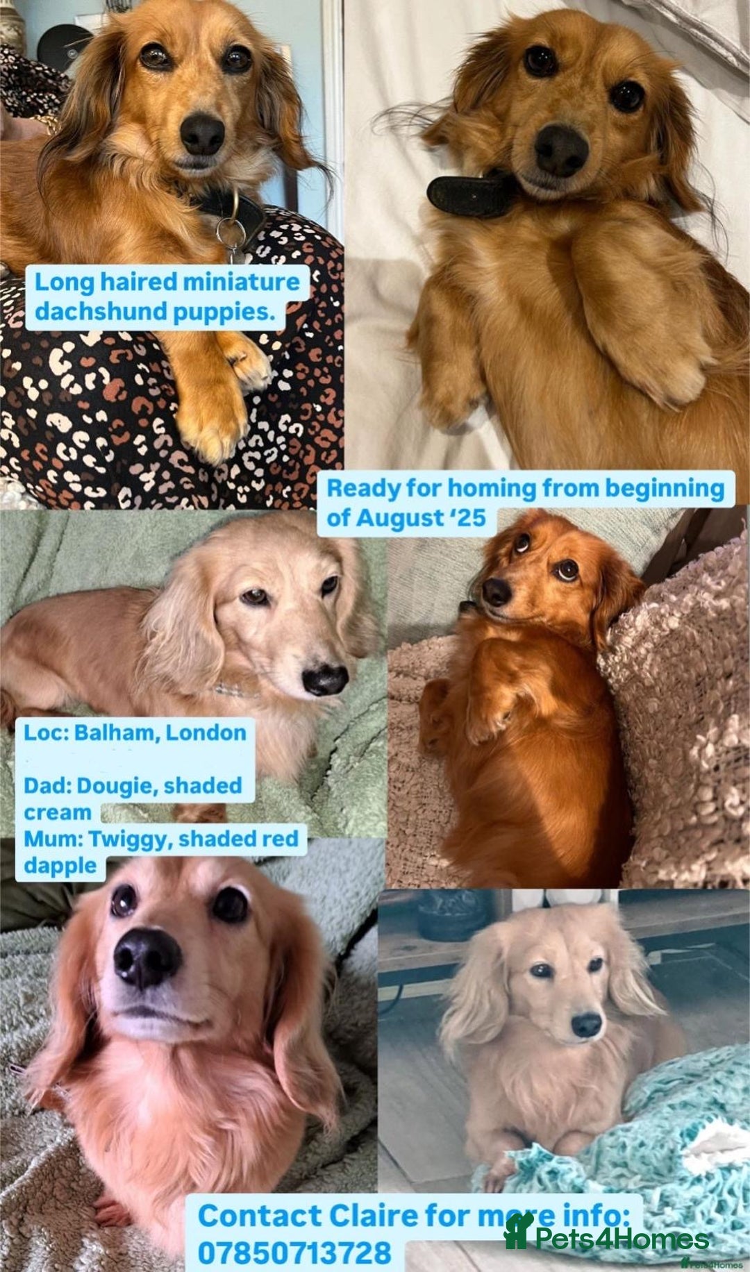 Miniature Dachshund dogs for sale: Miniature Long Haired black & tan bitch - Image 13