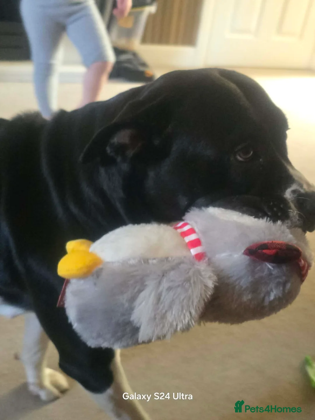 Mixed Breed dogs for sale: Nyla 1 year old  in Barnsley - Advert 1