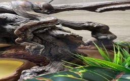 Boa Snake reptiles for sale: Phantom morph boa constrictor  - Image 4
