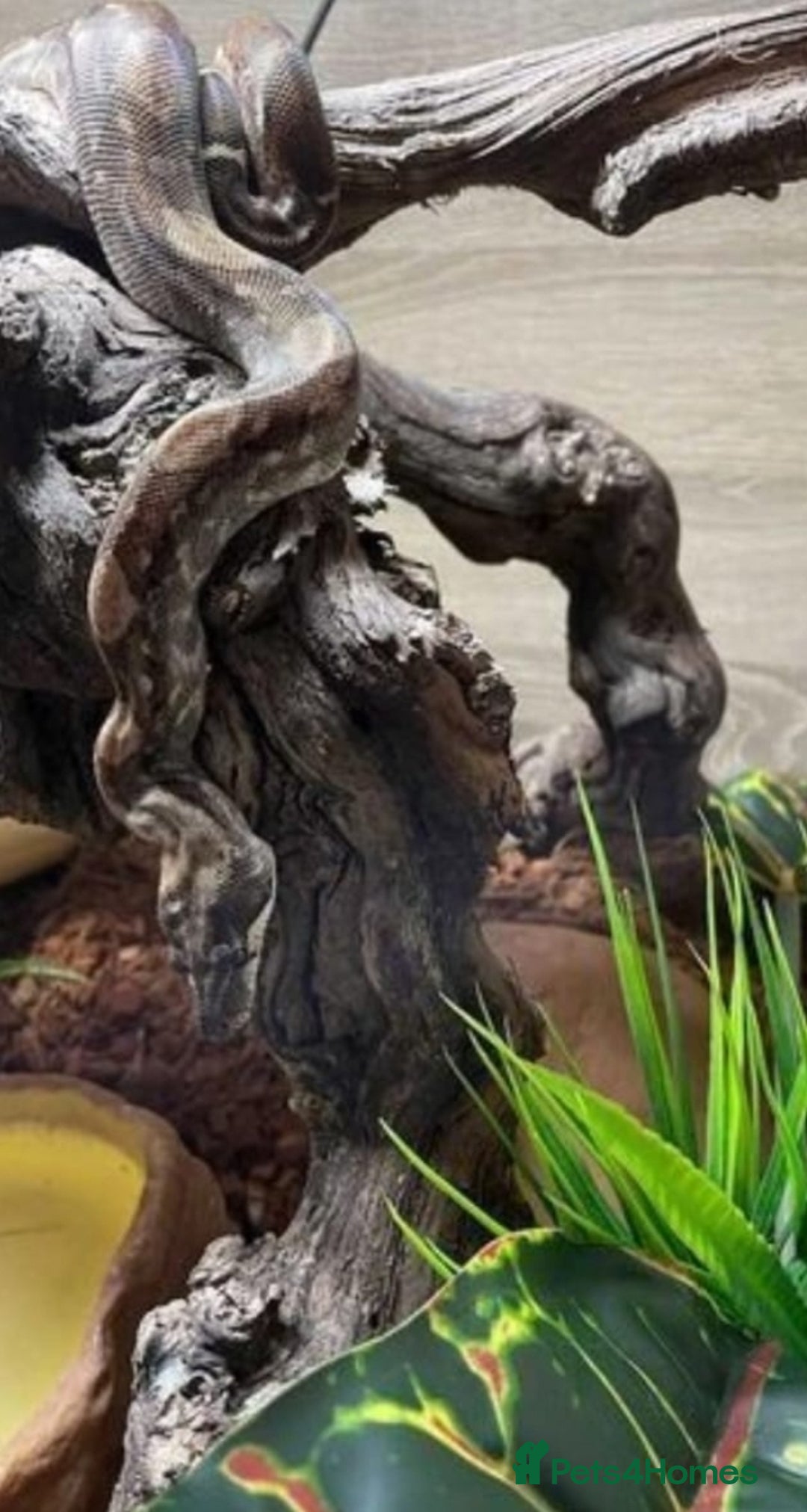 Boa Snake reptiles for sale: Phantom morph boa constrictor  - Image 4