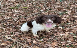 English Springer Spaniel dogs for stud: Working Springer Bineswych Billy (Monty) for Stud - Advert 5