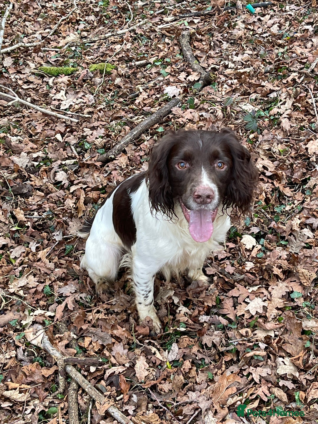 English Springer Spaniel dogs for stud: Working Springer Bineswych Billy (Monty) for Stud - Advert 5