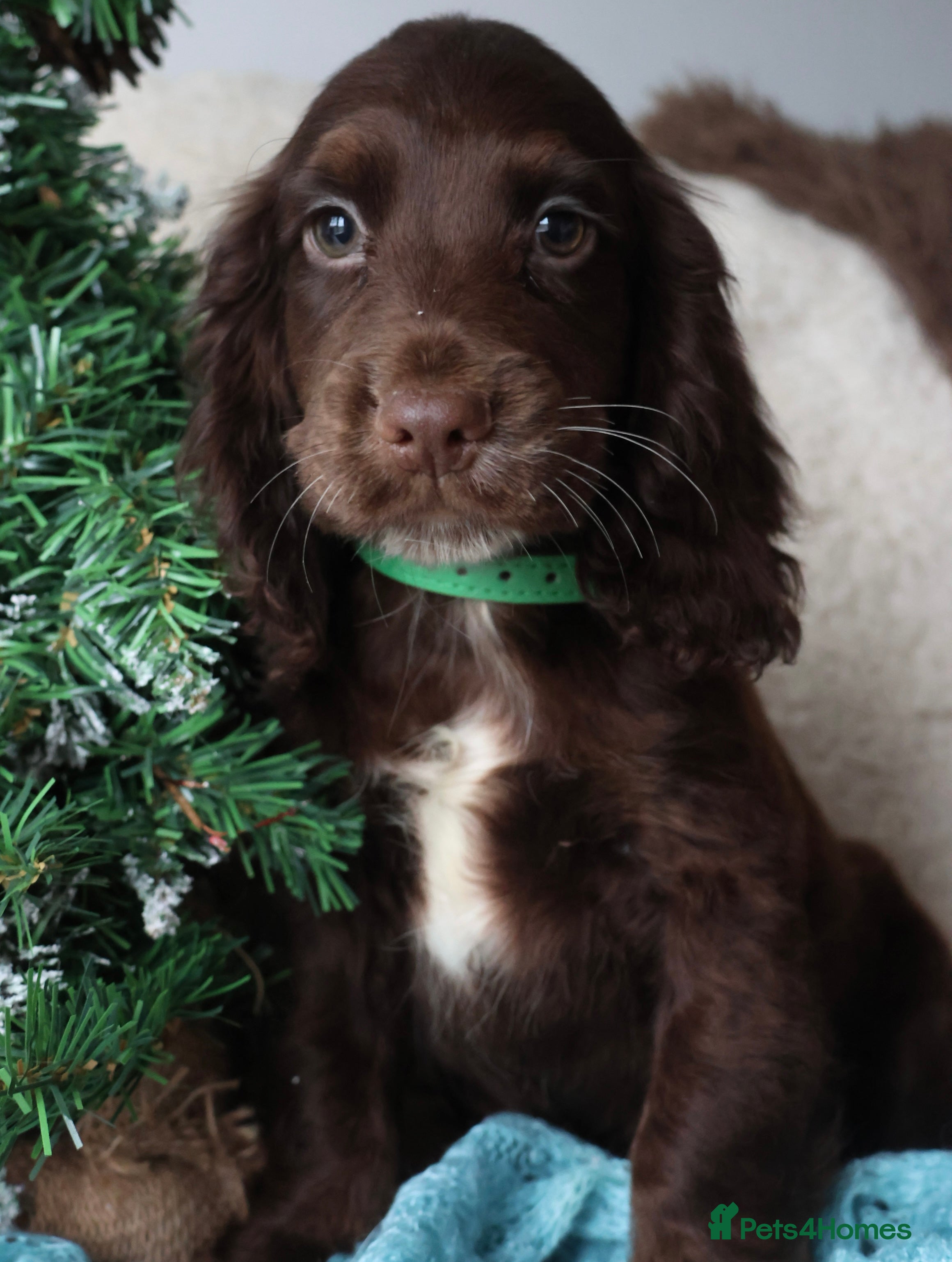 Cocker Spaniel dogs Championline Cocker - Last one, Fully vaccinated - Advert 17