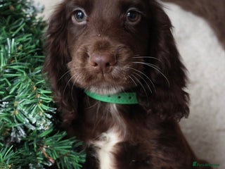 Cocker Spaniel dogs Championline Cocker - Last one, Fully vaccinated - Advert 18