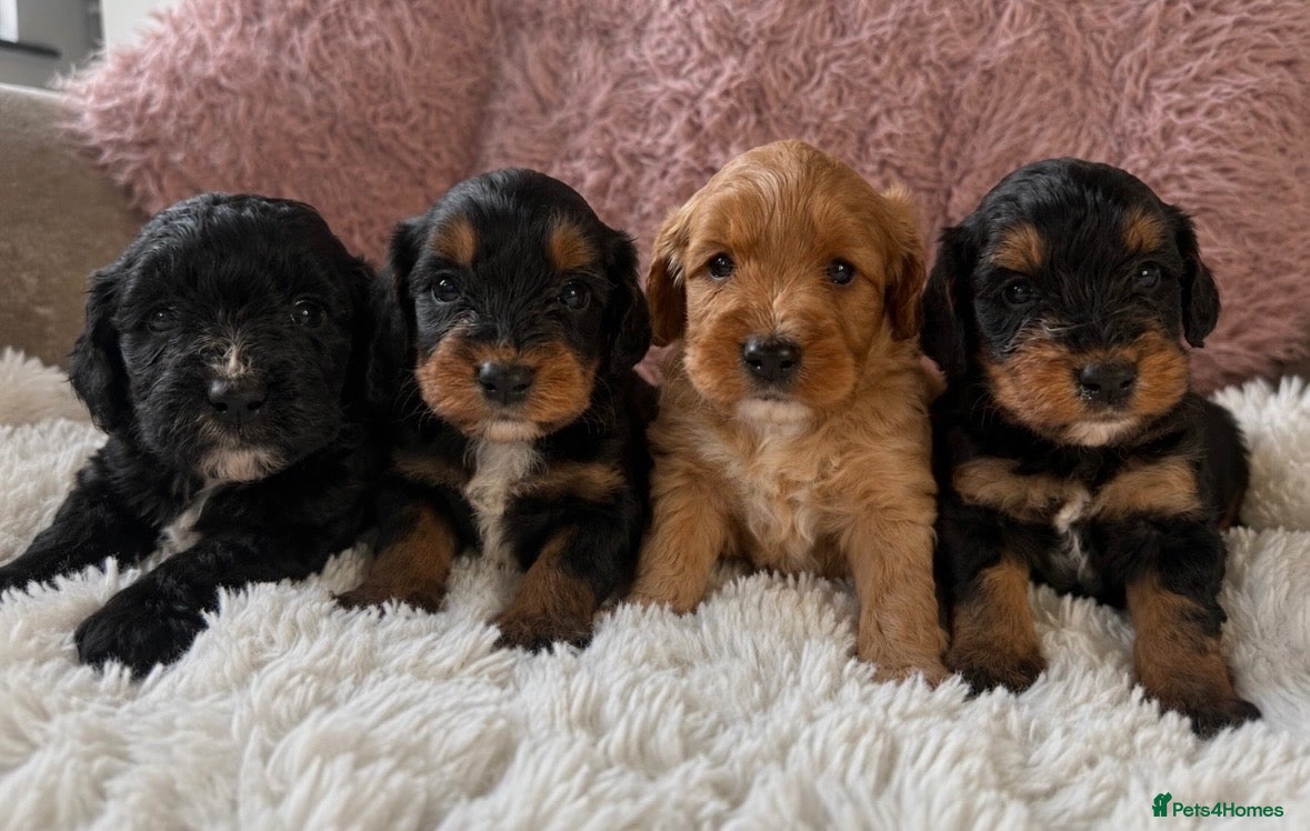 Cockapoo dogs Stunning cockapoos looking for forever homes - Advert 3