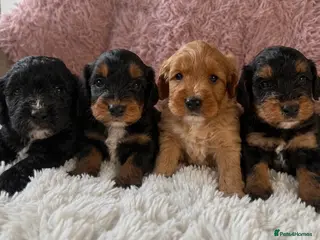 Cockapoo dogs Stunning cockapoos looking for forever homes - Advert 5