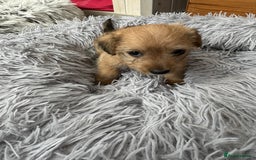 Mixed Breed dogs for sale: Jack Russel x Lucas Terrier Puppies - Image 4