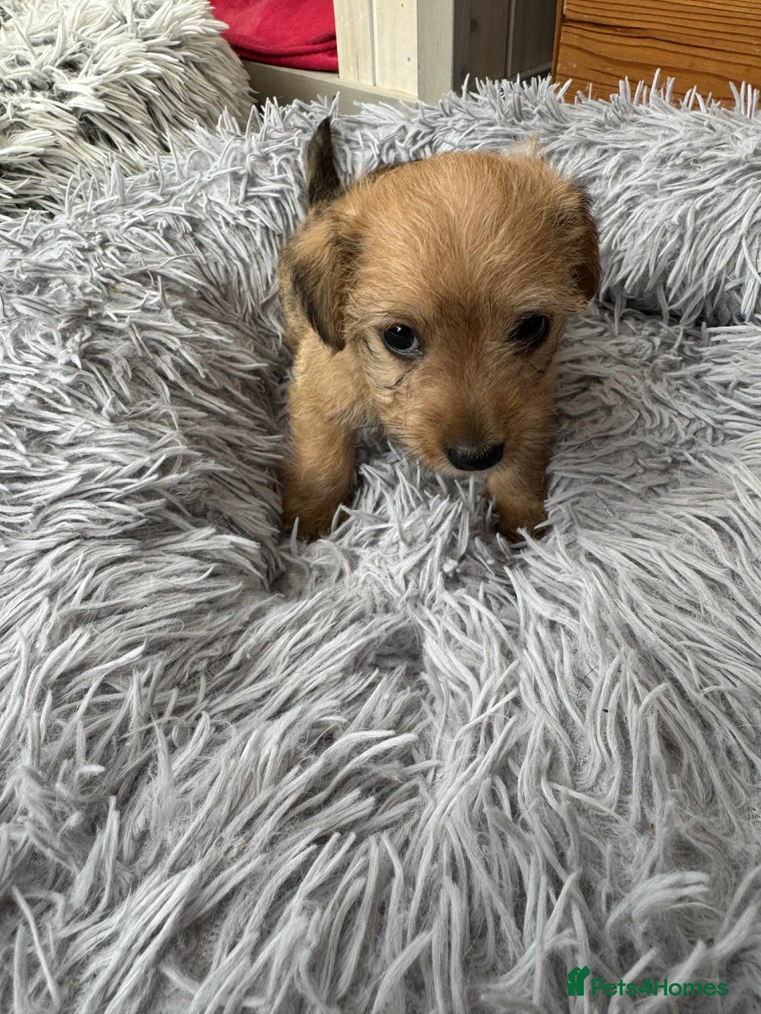 Mixed Breed dogs for sale: Jack Russel x Lucas Terrier Puppies - Image 4