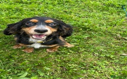 Cocker Spaniel dogs for sale: Lovely little tricolour lad - Image 1