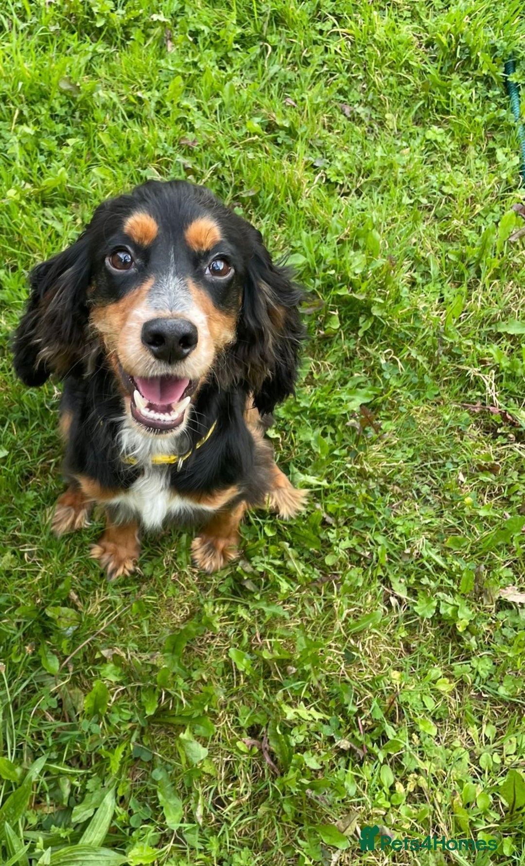 Cocker Spaniel dogs for sale: Lovely little tricolour lad - Image 1