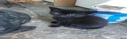 Mixed Breed cats for sale: Half Norwegian  in Yeovil - Advert 2