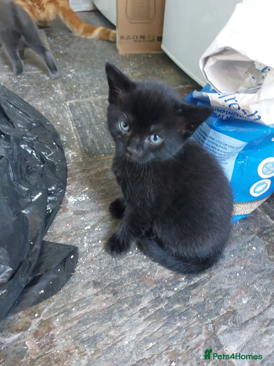 Mixed Breed cats for sale: Half Norwegian  in Yeovil - Advert 2