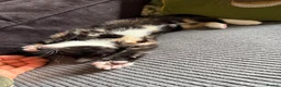 Mixed Breed cats for sale: Beautiful kittens Ready Now - Advert 6