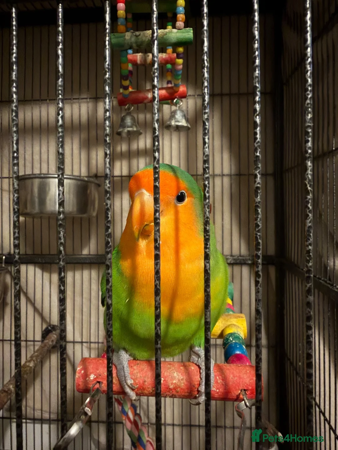 Lovebirds birds for sale: Bonded pair of lovebirds for sale - Advert 2