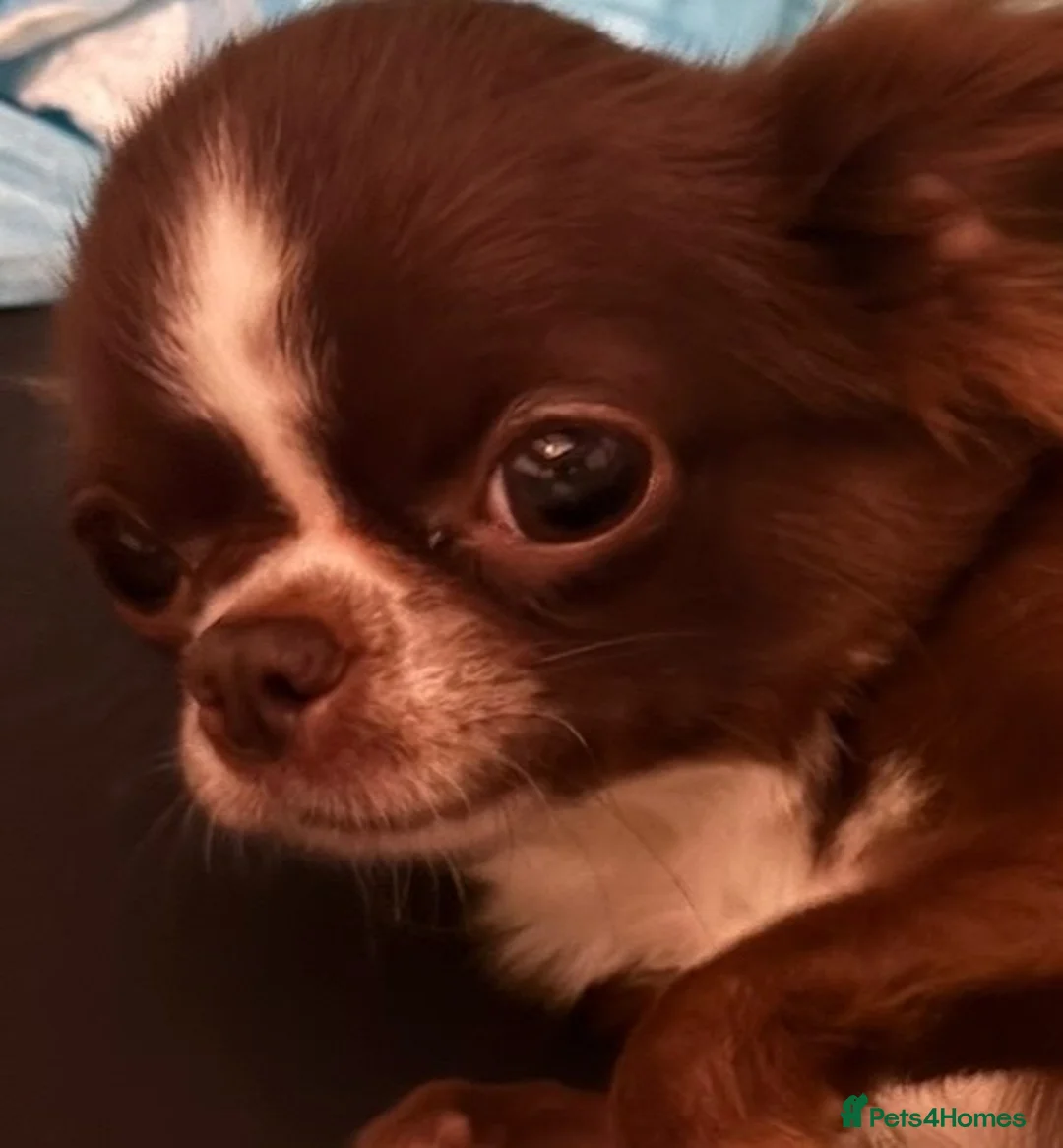 Chihuahua dogs for sale: Stunning female KC Russian Chihuahua - Advert 1