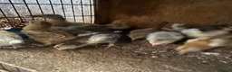 Chickens poultry for sale: Beautiful chicken , eggs , see details for price  - Advert 2