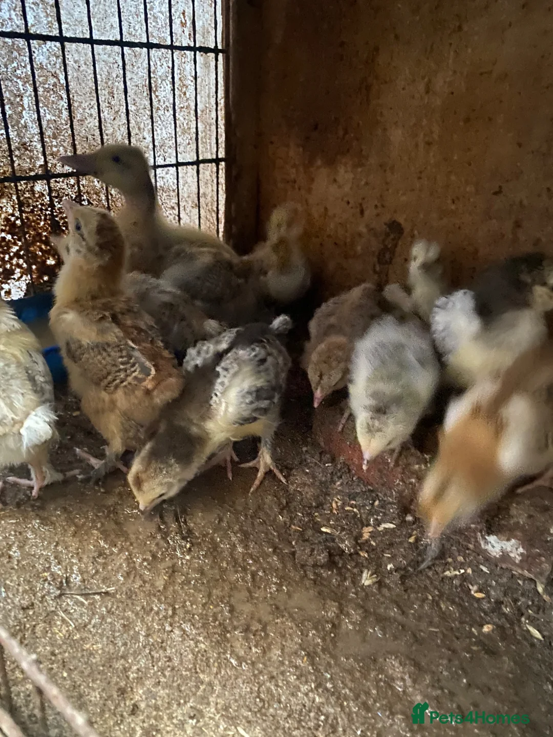 Chickens poultry for sale: Beautiful chicken , eggs , see details for price  - Advert 2