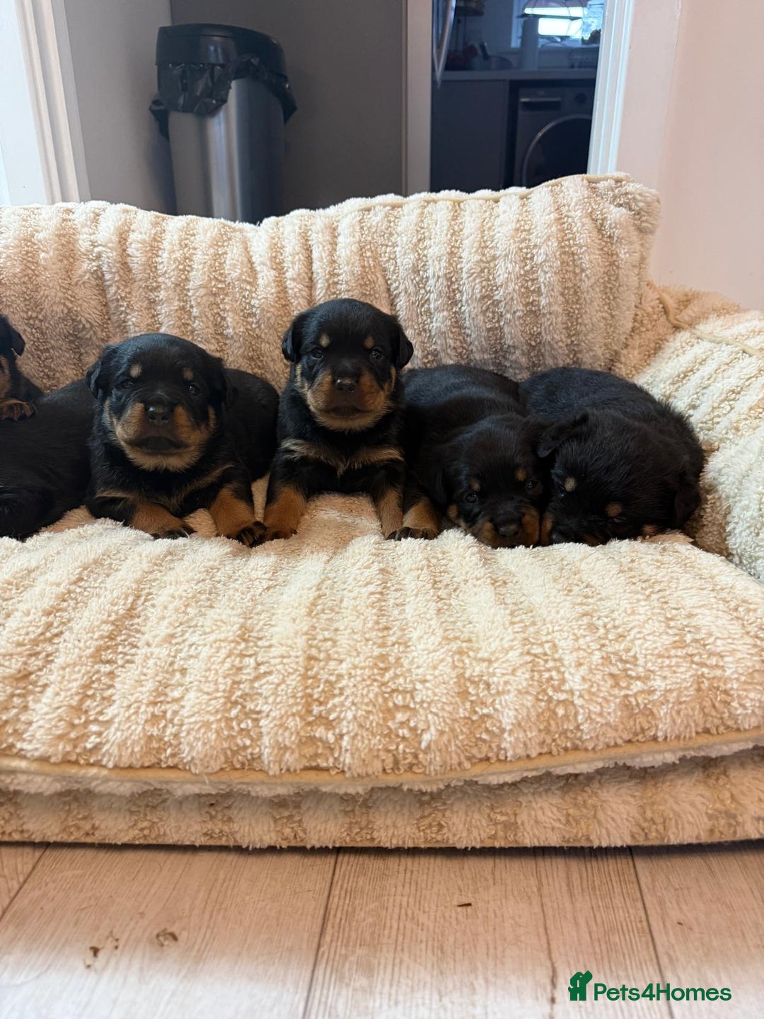 Rottweiler dogs for sale: ROTTWEILER PUPPIES- READY  29/12/25 - Advert 3