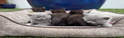 British Shorthair cats for sale: Exceptional BritishShorthair Kittens  - Advert 12