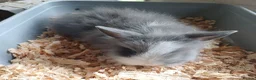 Lionhead rabbits for sale: Baby double main lionhead bunnies for sale  - Advert 9