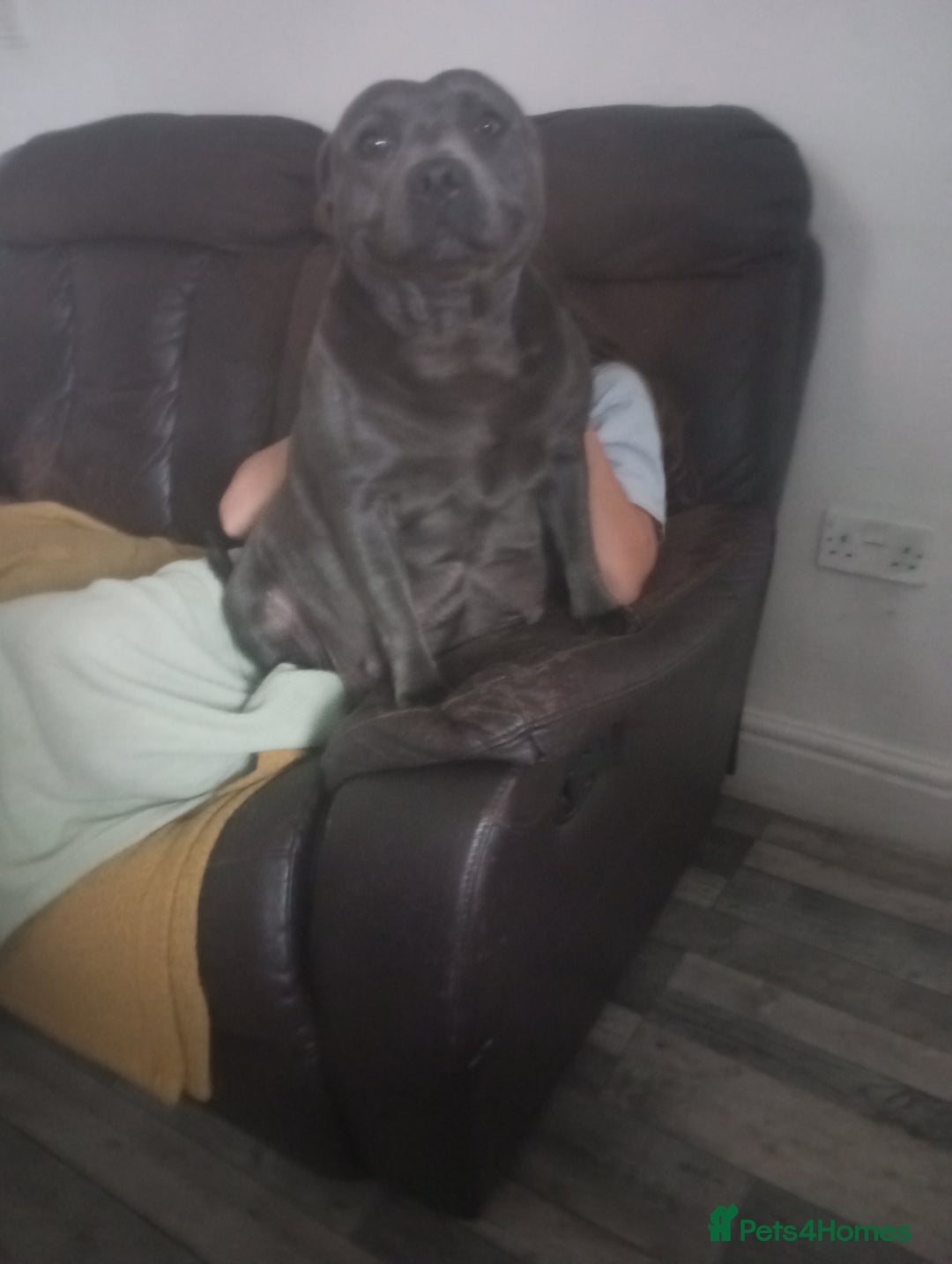 Staffordshire Bull Terrier dogs for sale: Beautiffull KC Staffordshire bull terrier  pups. - Image 15