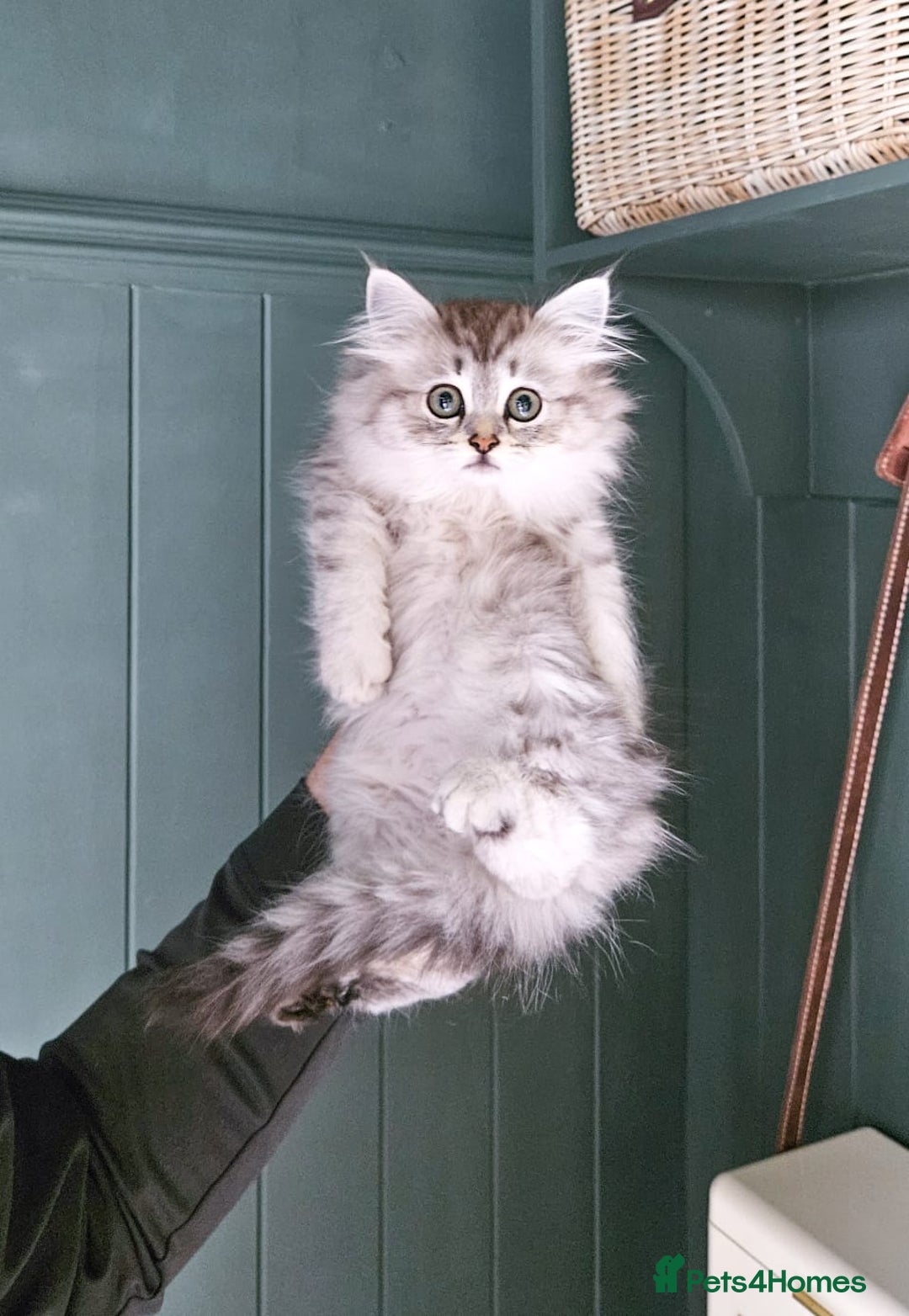 Siberian cats for sale: Gorgeous Pure Siberian Kittens For Sale  - Image 5
