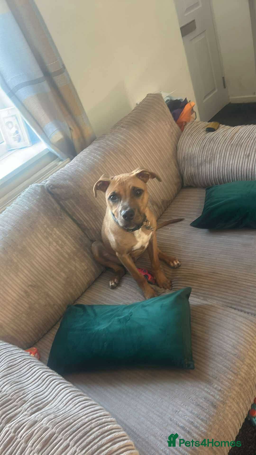 Mixed Breed dogs for sale: Mixed staffy for sale - Advert 2