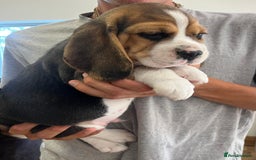 Beagle dogs for sale: Adorable Puppies- KC Reg  - Image 8